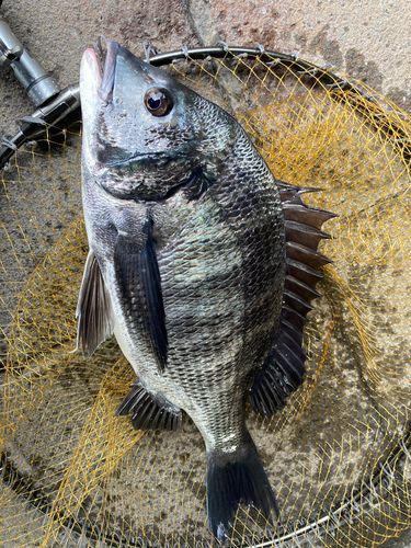 チヌの釣果