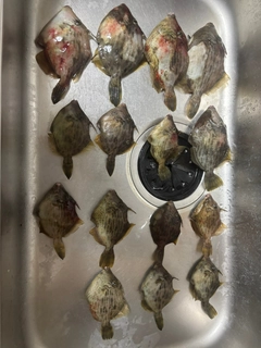 カワハギの釣果