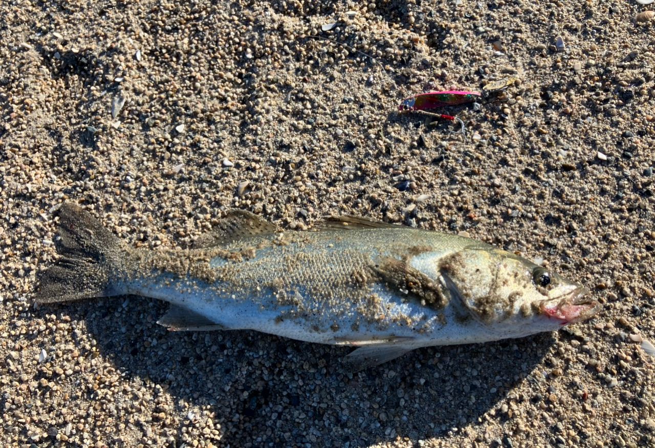 フッコ（マルスズキ）