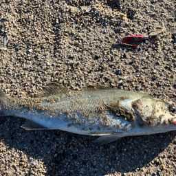 フッコ（マルスズキ）