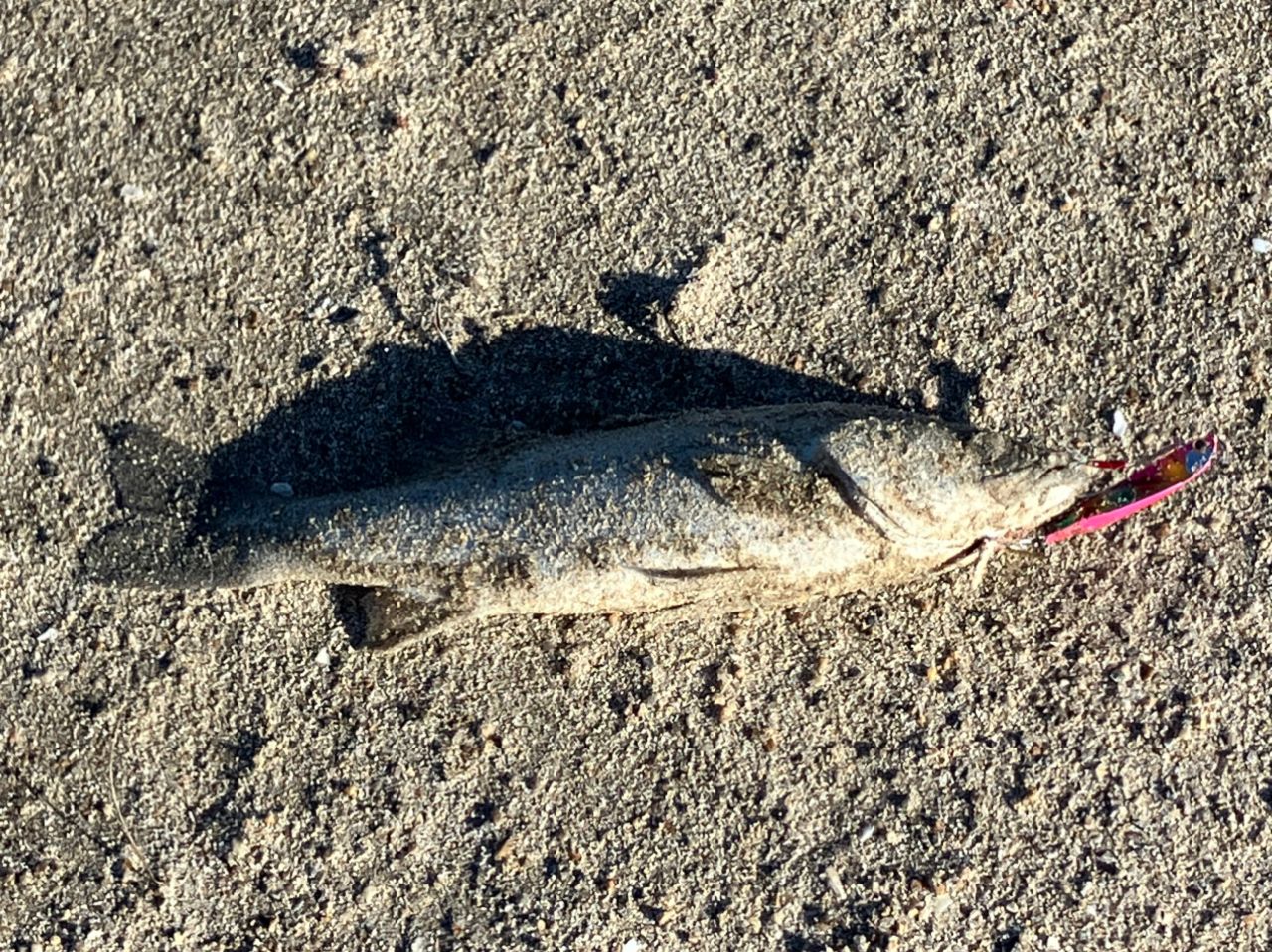 フッコ（マルスズキ）