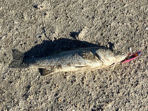 新舞子海岸（いわき）