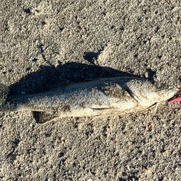 フッコ（マルスズキ）