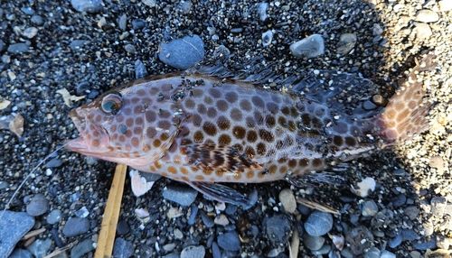 オオモンハタの釣果