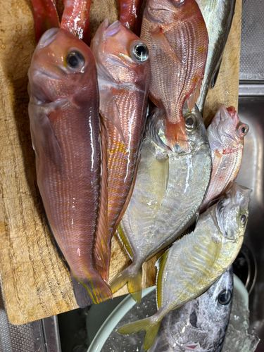 アマダイの釣果