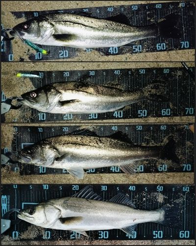 シーバスの釣果