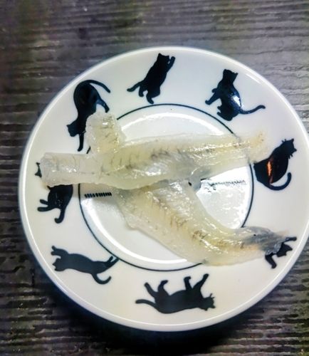 ハゼの釣果