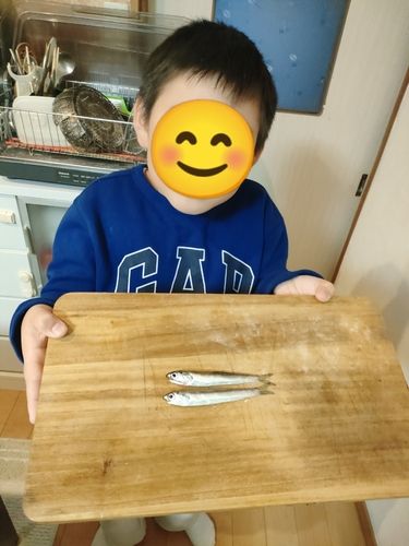 カタクチイワシの釣果