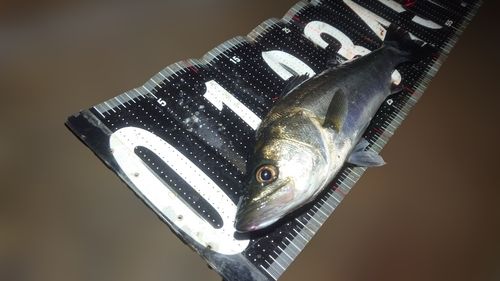 シーバスの釣果