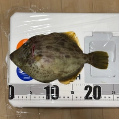 カワハギの釣果