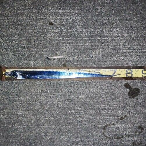 タチウオの釣果