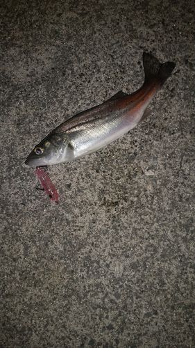 セイゴ（ヒラスズキ）の釣果