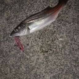 セイゴ（ヒラスズキ）