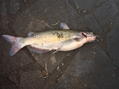 アメリカンキャットフィッシュの釣果