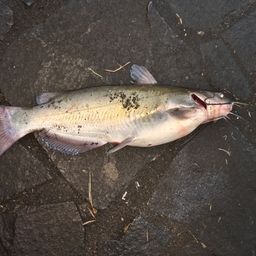 アメリカンキャットフィッシュ