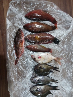 ホシササノハベラの釣果