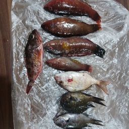 ホシササノハベラ