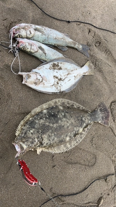 ヒラメの釣果