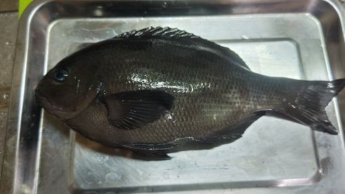 東京湾（アクアライン〜富津）