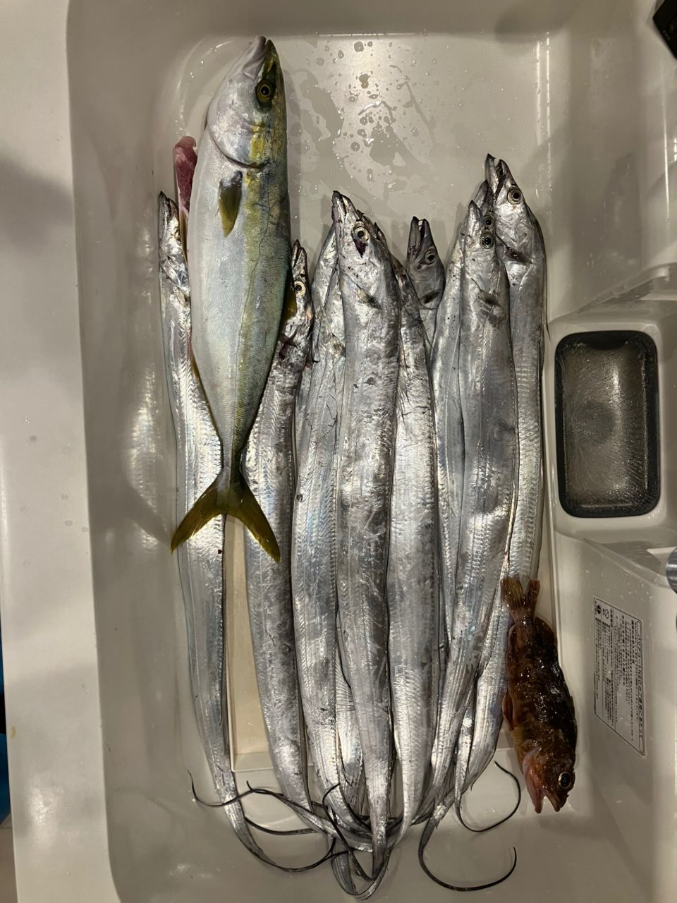 ちゃとさんの釣果 1枚目の画像