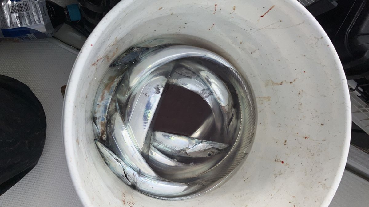 ちゃとさんの釣果 2枚目の画像