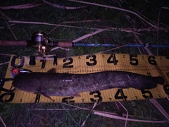 ニホンナマズの釣果