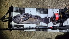 クロソイの釣果