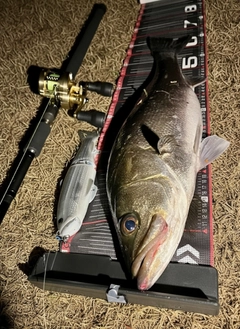 シーバスの釣果