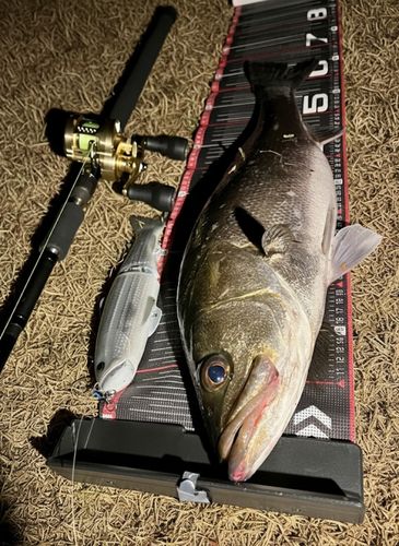 シーバスの釣果