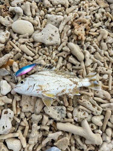 コトヒキの釣果