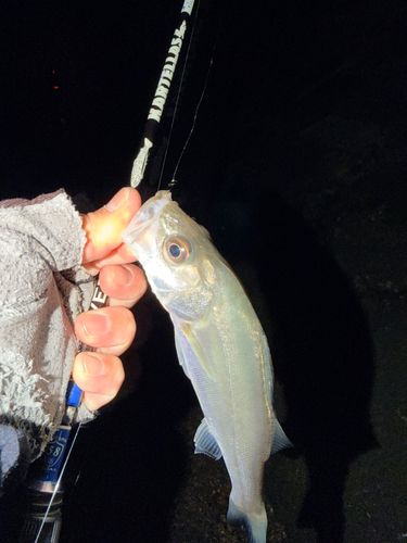 セイゴ（マルスズキ）の釣果