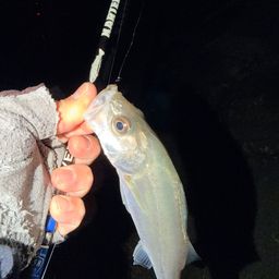 セイゴ（マルスズキ）