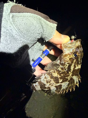 ベッコウゾイの釣果