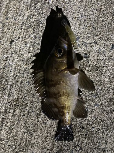 メバルの釣果