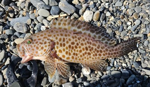 オオモンハタの釣果