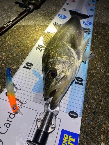 シーバスの釣果