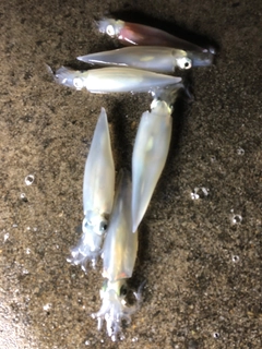 ヤリイカの釣果