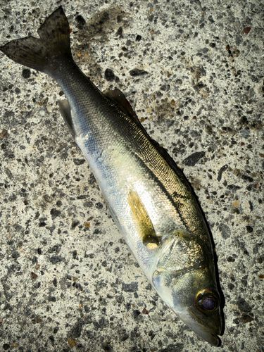 セイゴ（マルスズキ）の釣果