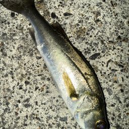 セイゴ（マルスズキ）