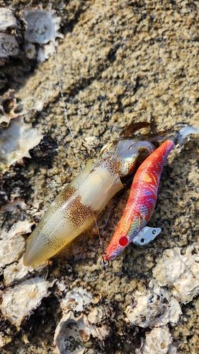 周防大島（屋代島）