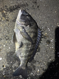 クロダイの釣果