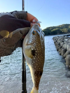 クサフグの釣果