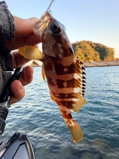 アカハタの釣果