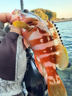 アカハタの釣果