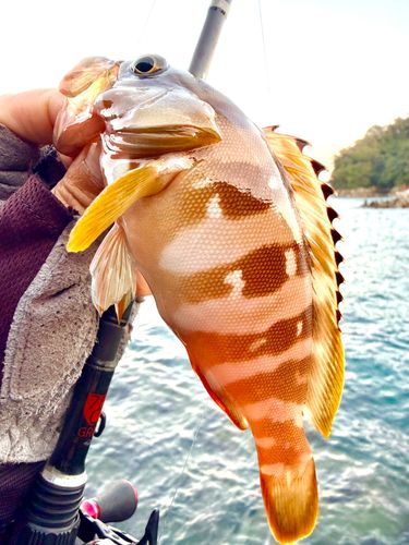 アカハタの釣果