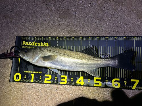 シーバスの釣果