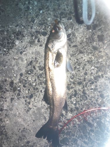 マルスズキの釣果