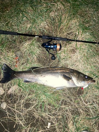 東京湾（アクアライン以北）