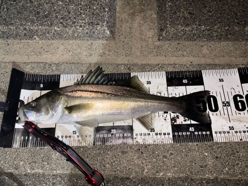 セイゴ（マルスズキ）の釣果