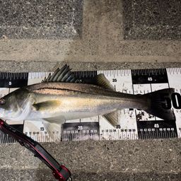 セイゴ（マルスズキ）